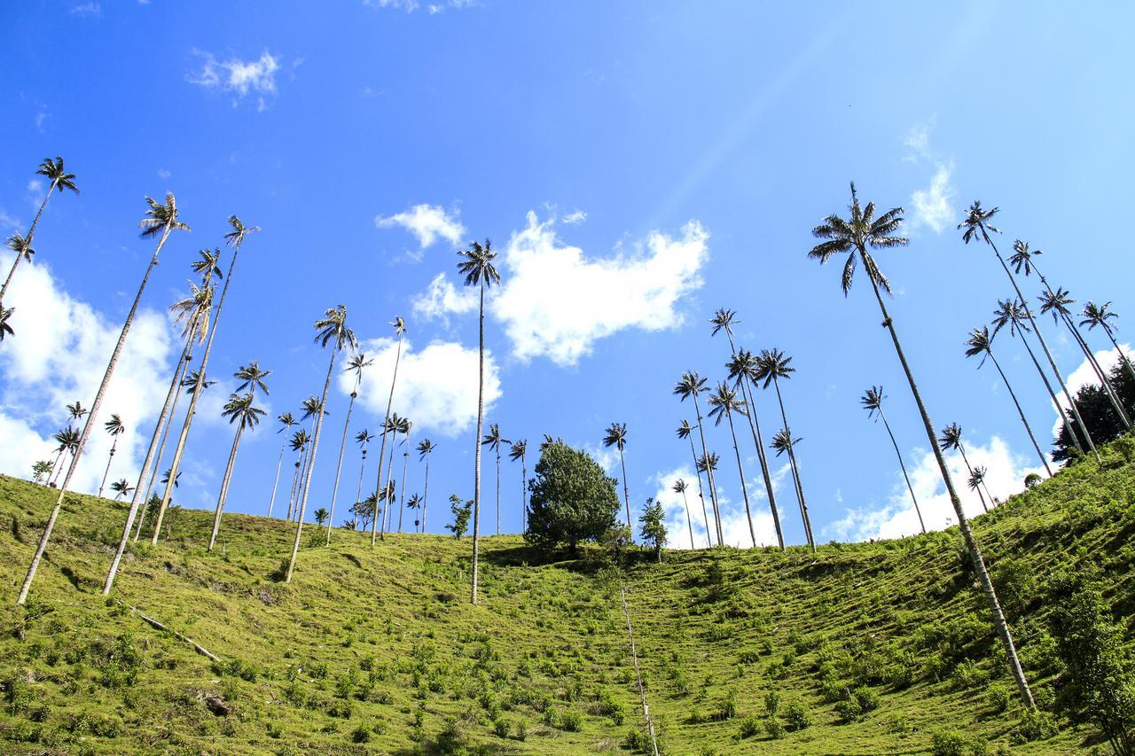 בית הארחה סאלנטו 	Palmas De Cocora מראה חיצוני תמונה